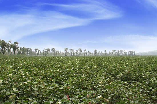 2.富平卤泊滩盐碱地治理项目改造后.jpg